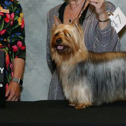 Silky Terriers from Blu Diamond