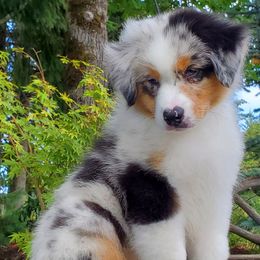 Sway - Blue merle Australian Shepherd puppy in Olympia, Washington from Echelon Australian Shepherds