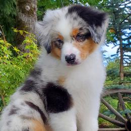 Sway - Blue merle Australian Shepherd puppy in Olympia, Washington from Echelon Australian Shepherds