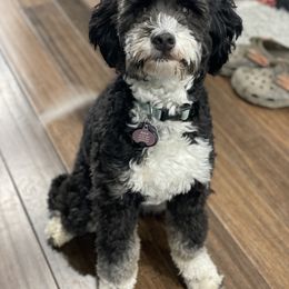 Macky - Bernedoodle