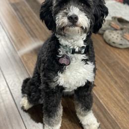 Macky - Bernedoodle
