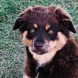Australian Shepherds, Miniature Australian Shepherds, and Toy Australian Shepherds from Crazy Acres Aussies