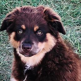 Australian Shepherds, Miniature Australian Shepherds, and Toy Australian Shepherds from Crazy Acres Aussies