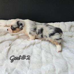 Girl 2 - Blue merle and white female American Corgi puppy in Natchitoches. La, Louisiana from Bleu Bayou Corgis