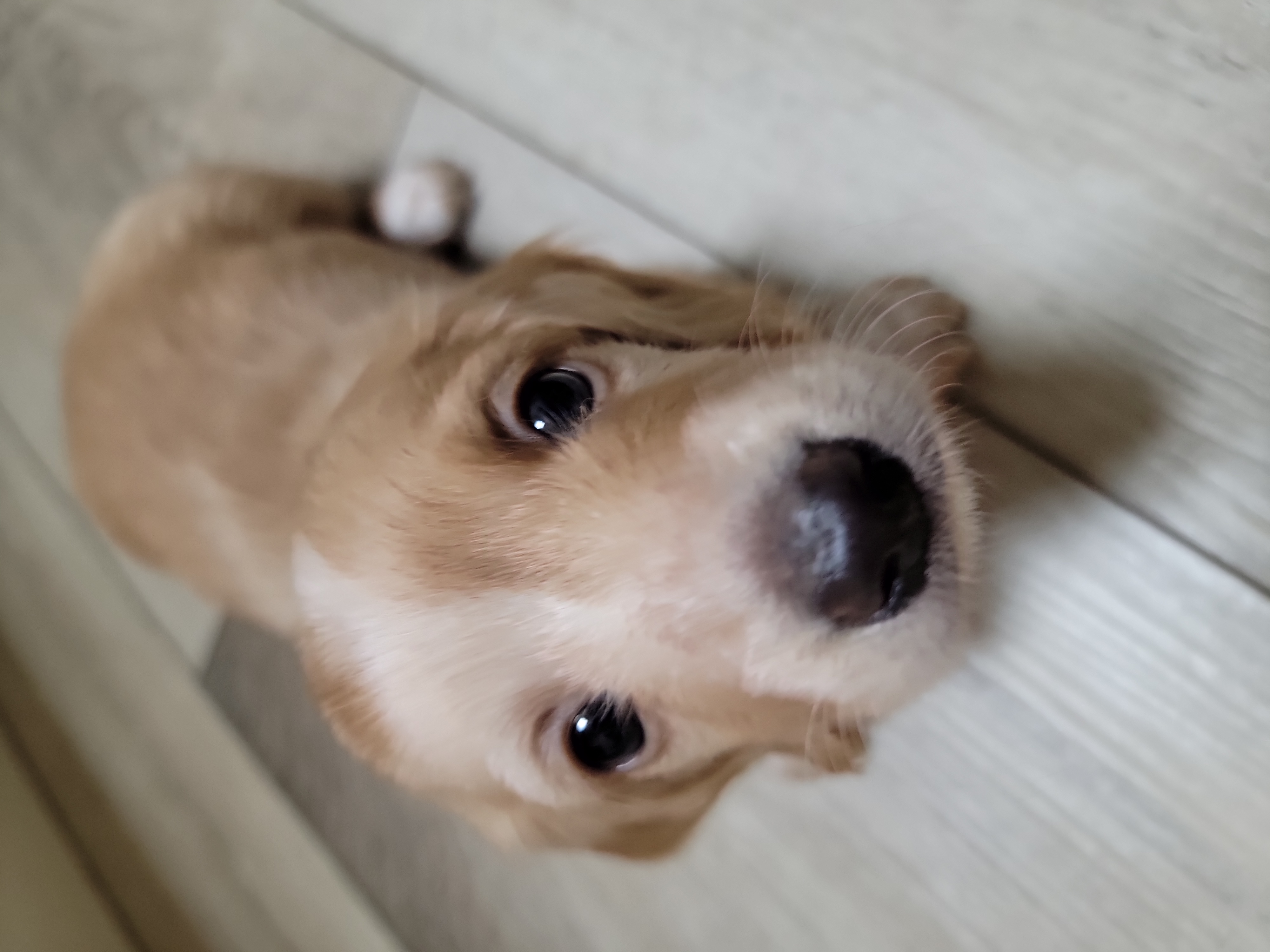 Dachshund Puppies from CLARK'S BREEDING PROGRAM