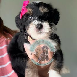 Feta - Tri-color female Bernedoodle puppy in Marion, Ohio from Doodles & Doxies