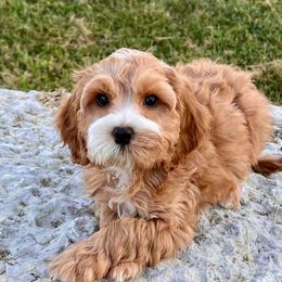 Coral - Buff and white female Cockapoo puppy in Roseville, California from Darby Park Doodles