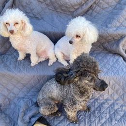 Poodles from Sheri Jo’s Toys