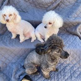 Poodles from Sheri Jo’s Toys
