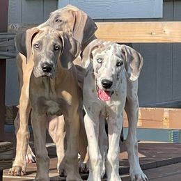 Great Dane Puppies from Reagan’s Danes