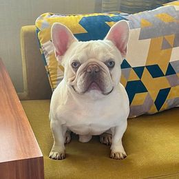 Brain - French Bulldog