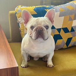 Brain - French Bulldog