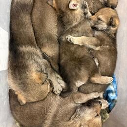 Boy 3 - Silver gray male Czechoslovakian Vlcak puppy in Boon, Michigan from Mikai's Pack