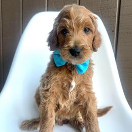 Griffin - Apricot male Goldendoodle puppy in Mount Pleasant, Tennessee from Doodle My Heart