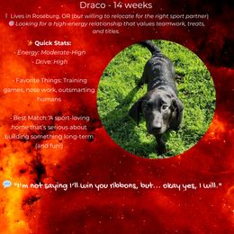 Draco - Black Labrador Retriever puppy in Winston, Oregon from Feywild Kennels