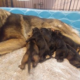 German Shepherd and Siberian Husky Puppies from Sstar
