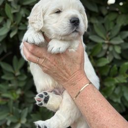 Golden Retriever Puppies from Sanctuary Ranch Goldens