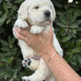 Golden Retriever Puppies from Sanctuary Ranch Goldens