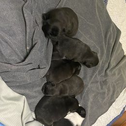 French Bulldog Puppies from Flathead’s Fabulous Frenchies