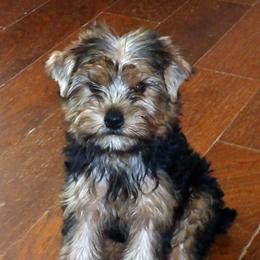 Piper - Blue and gold female Yorkshire Terrier puppy in Baraga, Michigan from Ojibwa Yorkies