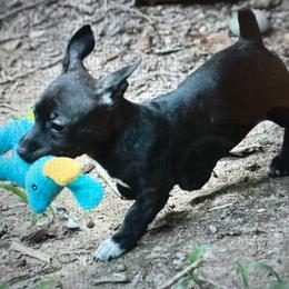 Odyssey - Sable and white female Teddy Roosevelt Terrier puppy in Cumming, Georgia from Barnett’s Rambling Terriers