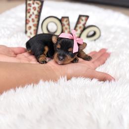 Puppy 2 - Black and gold female Yorkshire Terrier puppy in Modesto, California from The Dog House