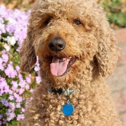 Cooper - Goldendoodle
