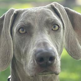 Saba - Weimaraner