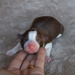 Juniper - Red AKC - Red female Border Collie puppy in Courtland, Alabama from C Bar C Ranch Border Collies
