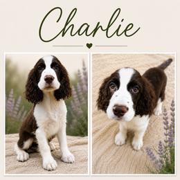 Charlie - Liver and white male English Springer Spaniel puppy in Cookeville, Tennessee from Krossroads Kennel