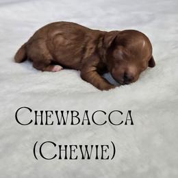 Chewbacca - Red male Cavapoo puppy in South Jordan, Utah from Lucky Doodle Pups