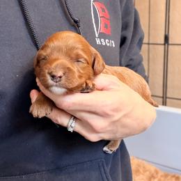 Cavapoo Puppies from Patriot Pups Cavapoos