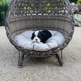 Benny - Tri-color male Cavalier King Charles Spaniel puppy in Shingle Springs, California from California Spaniels