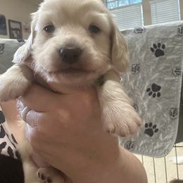 Alfalfa - Cream male Dachshund puppy in Saginaw, Texas from Saginaw Dachshunds