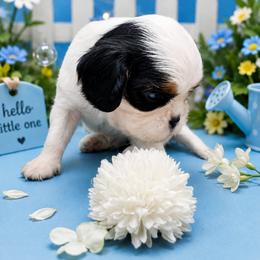 Oreo - Tri-color male Cavalier King Charles Spaniel puppy in Dallas, Texas from Holliday Cavalier King Charles Spaniels