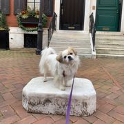 Tibetan Spaniel Puppies from Shangri-La Tibetan Spaniels