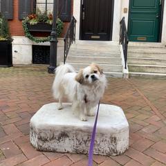 Tibetan Spaniel Puppies from Shangri-La Tibetan Spaniels