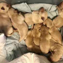 Labrador Retriever Puppies from Sycamore Kennels