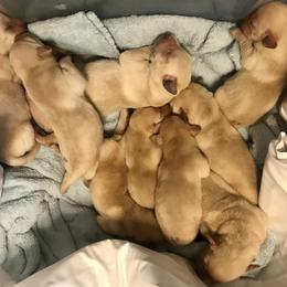 Labrador Retriever Puppies from Sycamore Kennels