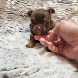 Chocolate, tan, white markings. - Chocolate female Chihuahua puppy in Richmond, Virginia from Breens