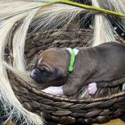 Boy 3 - Azawakh puppy in Philadelphia, Pennsylvania from Kel Imajaghan