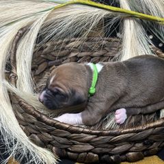 Boy 3 - Azawakh puppy in Philadelphia, Pennsylvania from Kel Imajaghan