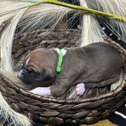 Boy 3 - Azawakh puppy in Philadelphia, Pennsylvania from Kel Imajaghan