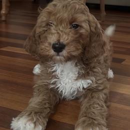 Gino - Red  male Goldendoodle puppy in Mint Hill, North Carolina from DoodleForever