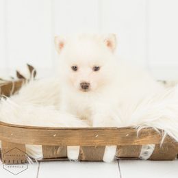 Pomsky Puppies from Kaelel Kennels