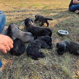 Joey - Gray male Skye Terrier puppy in Great Falls, Montana from Treasure State Kennels