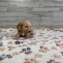 Casper - Cream male Dachshund puppy in Merced, California from JBDKennel