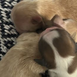 Shih Tzus from Jenny's Shih Tzus