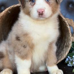 Elliott-has tail-many videos - Red merle male Australian Shepherd puppy in Troy, South Carolina from Australian Shepherds of 3/W Farms