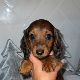Ginger - Dapple female Dachshund puppy in North Fort Myers, Florida from Trust Fund Devil Kennel
